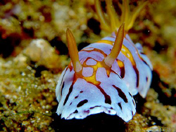 Balai Resort House Reef - Anilao Batangas Philippines. by Paul Ng 